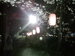 玉川の夜桜
